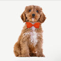 1pc Solid Color Dog Bow Tie’s