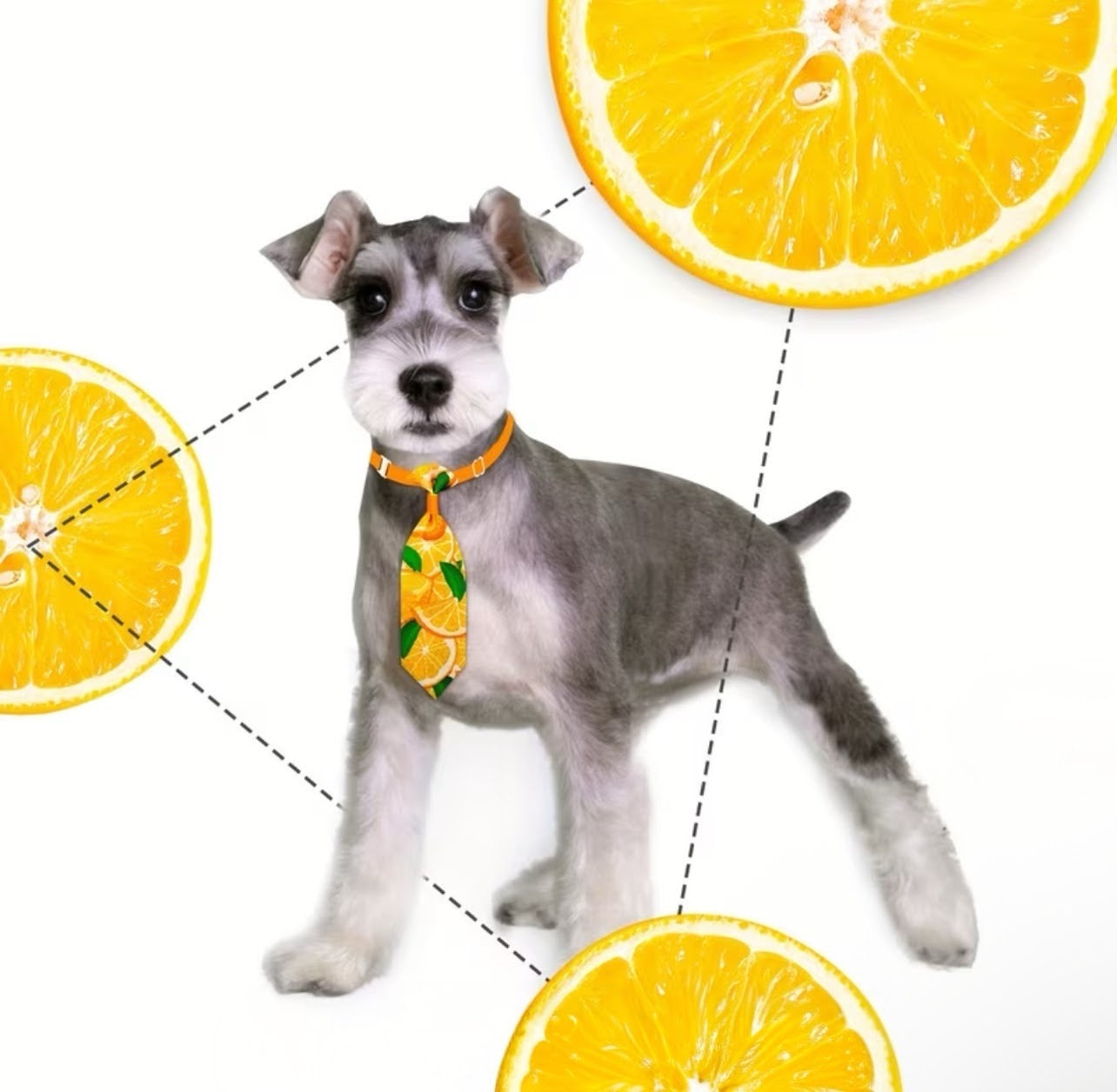 1pc Random Pattern Pet Neck Tie