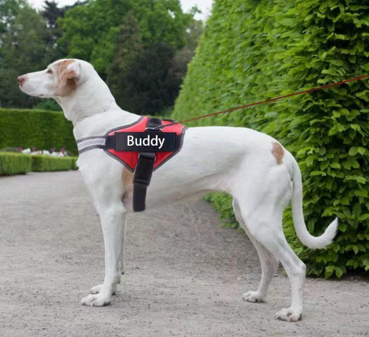 CUSTOM Dog Harness